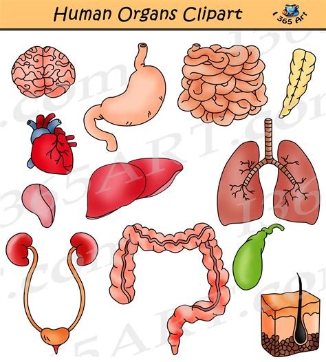 organ clip art|photos of human body organs.